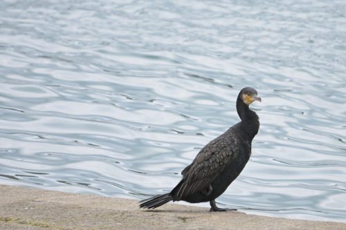 Cormoran