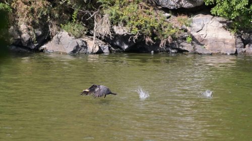 Cormoran01
