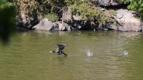 Cormoran02