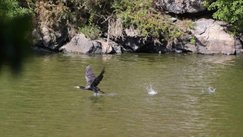 Cormoran03