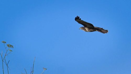buse variable