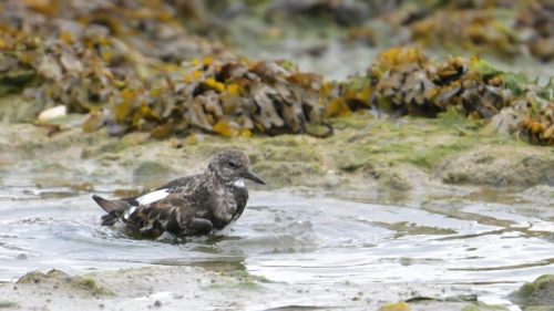 Tourne Pierre à collier prend son bain