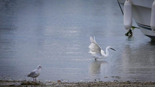 aigrette garzette (2)