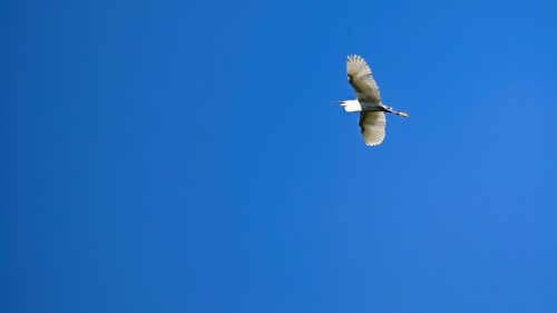 aigrette garzette