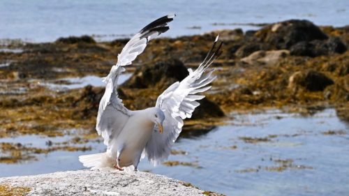 goeland argenté dansant