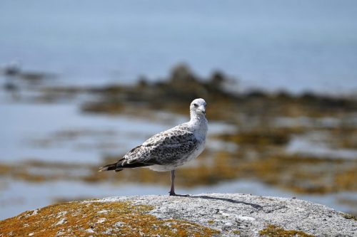 jeune goeland argenté