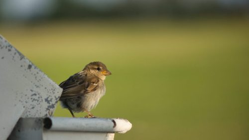 moineau jeune