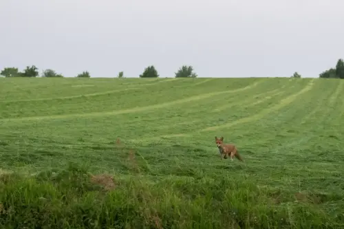 renard_01-min