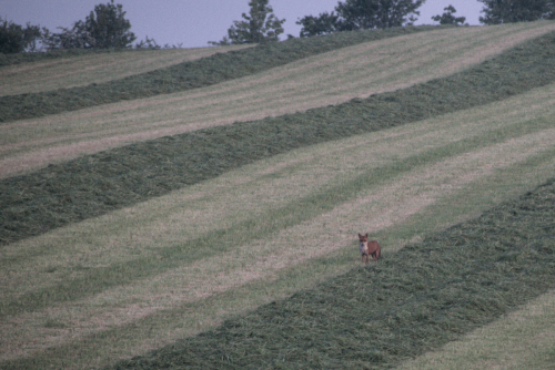 renard_03-min