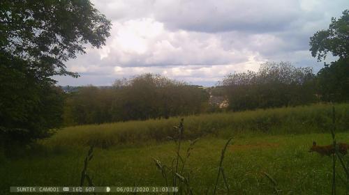 renard_04-min