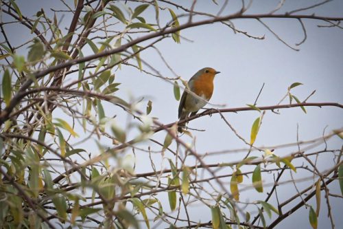 rouge-gorge familier 01