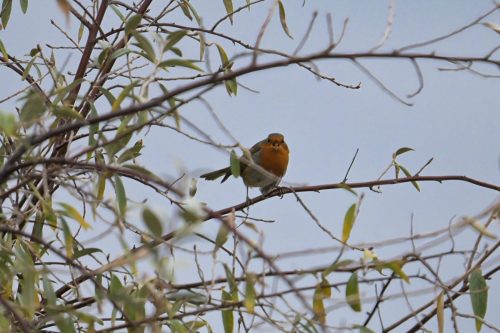 rouge-gorge familier 02