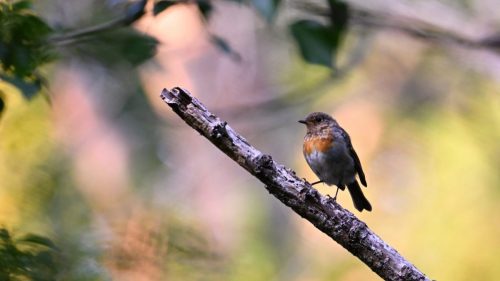 rouge-gorge familier